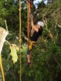 /album/fotogaleria/paso-tarzan-jpg/